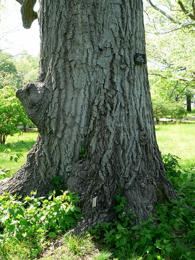 {Quercus palustris}